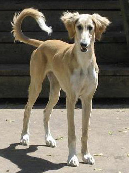 pure saluki